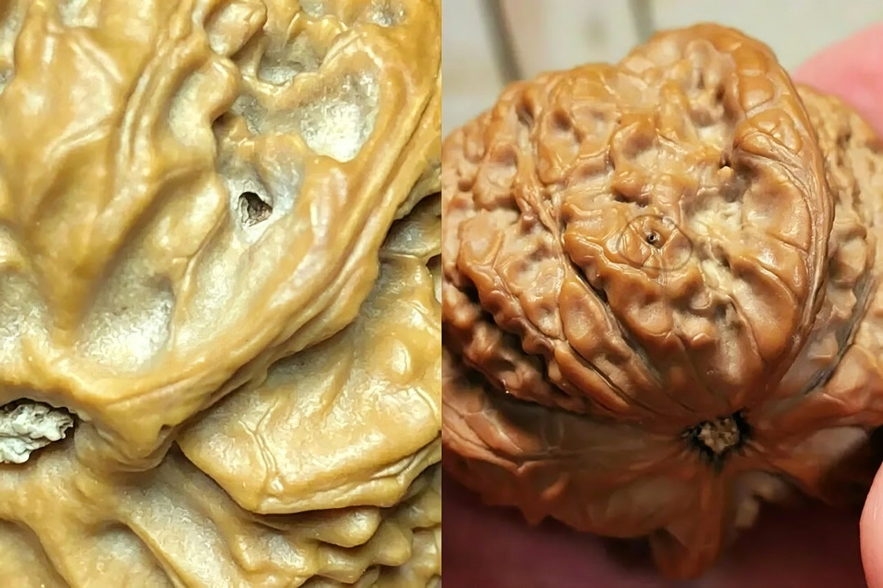 How to Spot Insect Damage in Wenwan Walnuts and Respond the Right Way