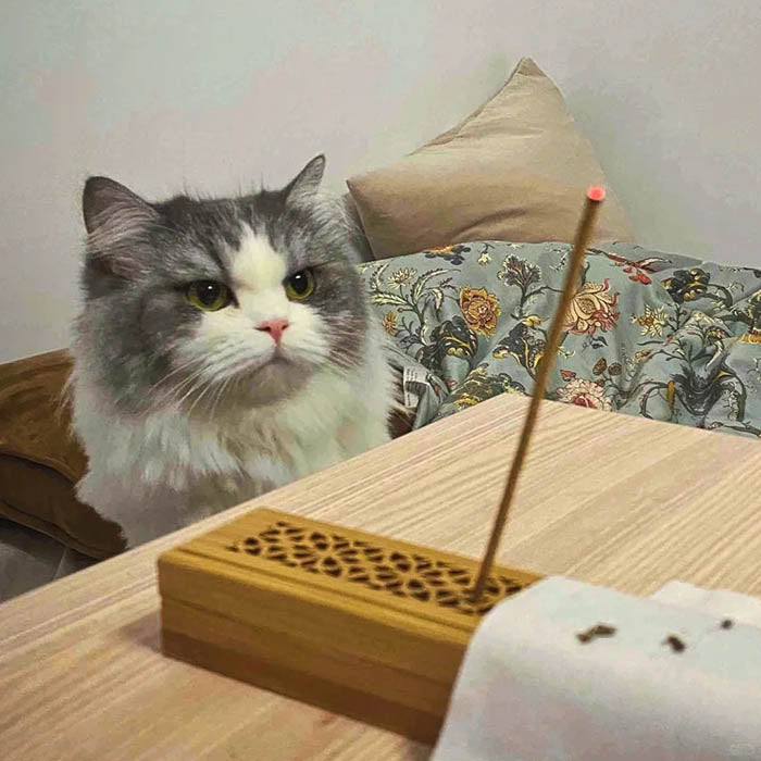 Is Burning Incense Bad for Cats?