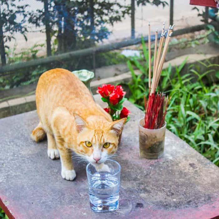 is dragon's blood incense safe for cats