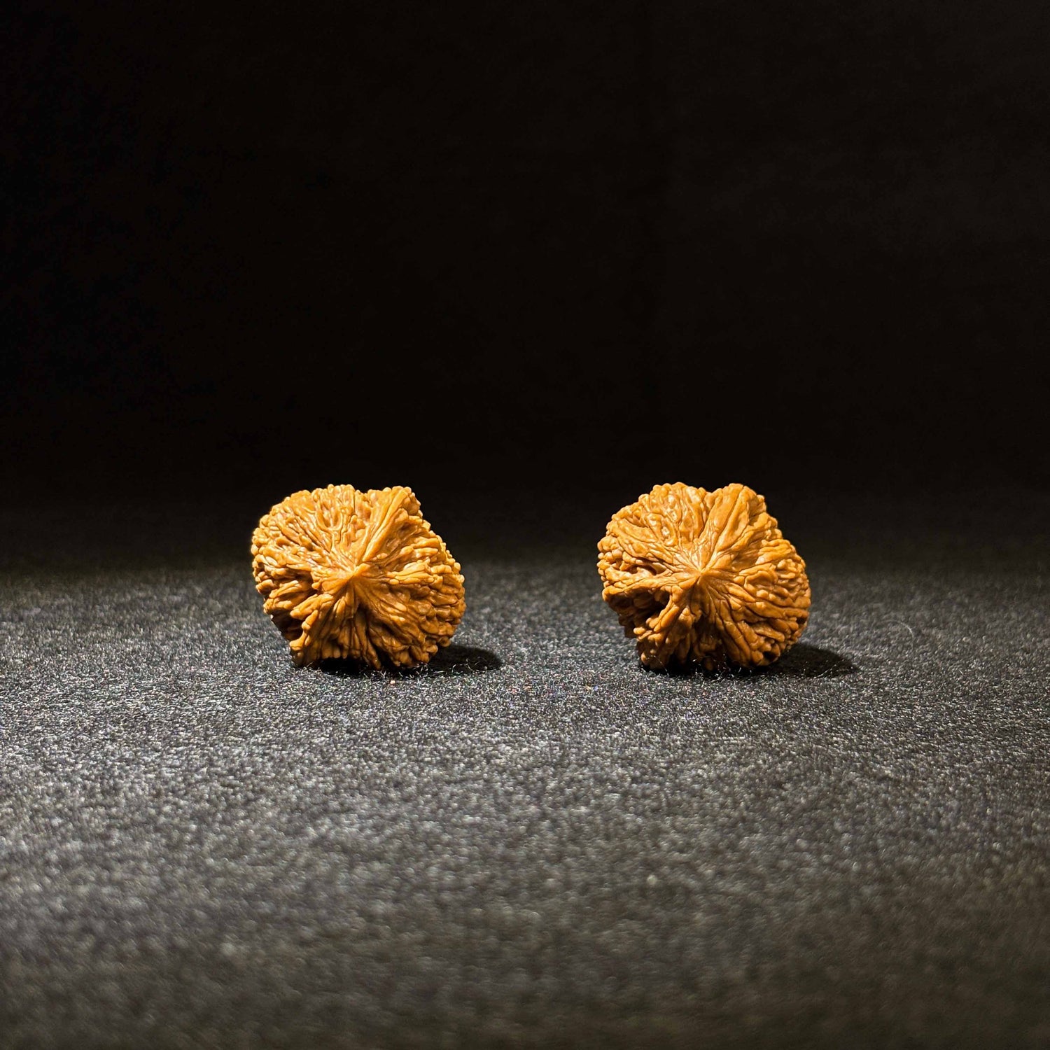 35mm Garlic-Head Walnut | One-of-a-Kind Listing