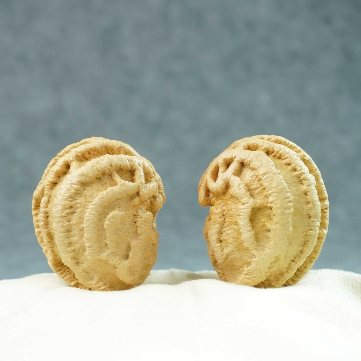 45mm Indonesian Qiankun Ghost Face Walnut | One-of-a-Kind Listing |100903
