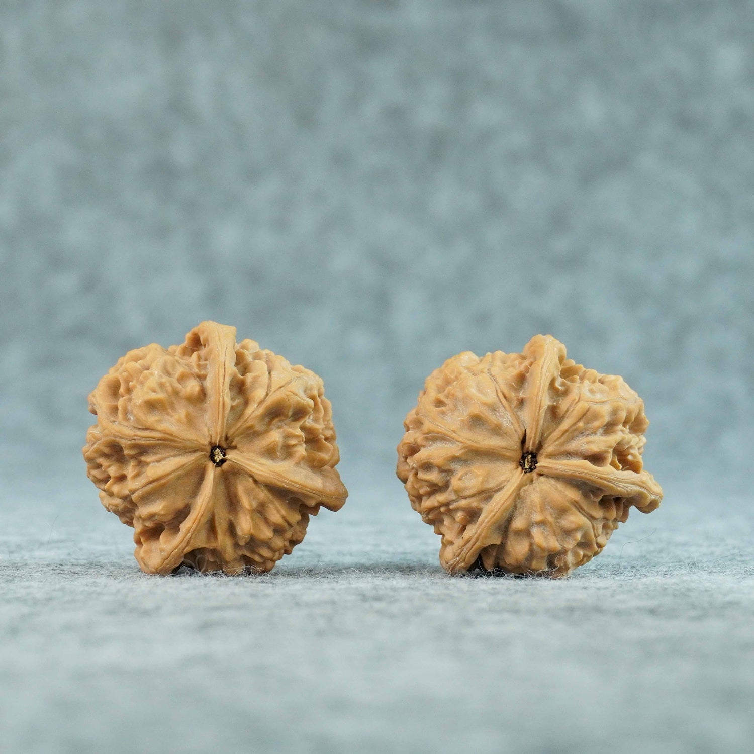 40mm Yuxi T-Shaped Three-Ridge Lion Head Walnut | One-of-a-Kind Listing |071103