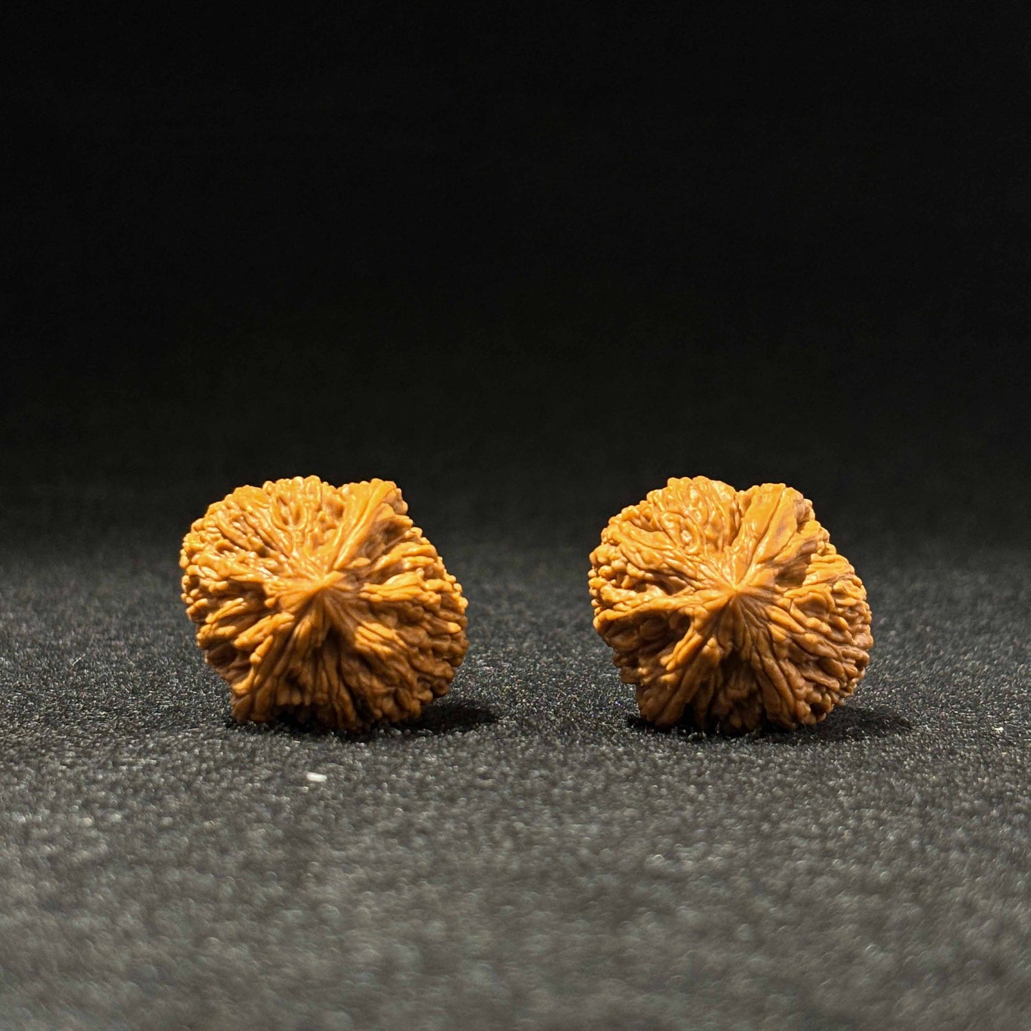 35mm Garlic-Head Walnut | One-of-a-Kind Listing