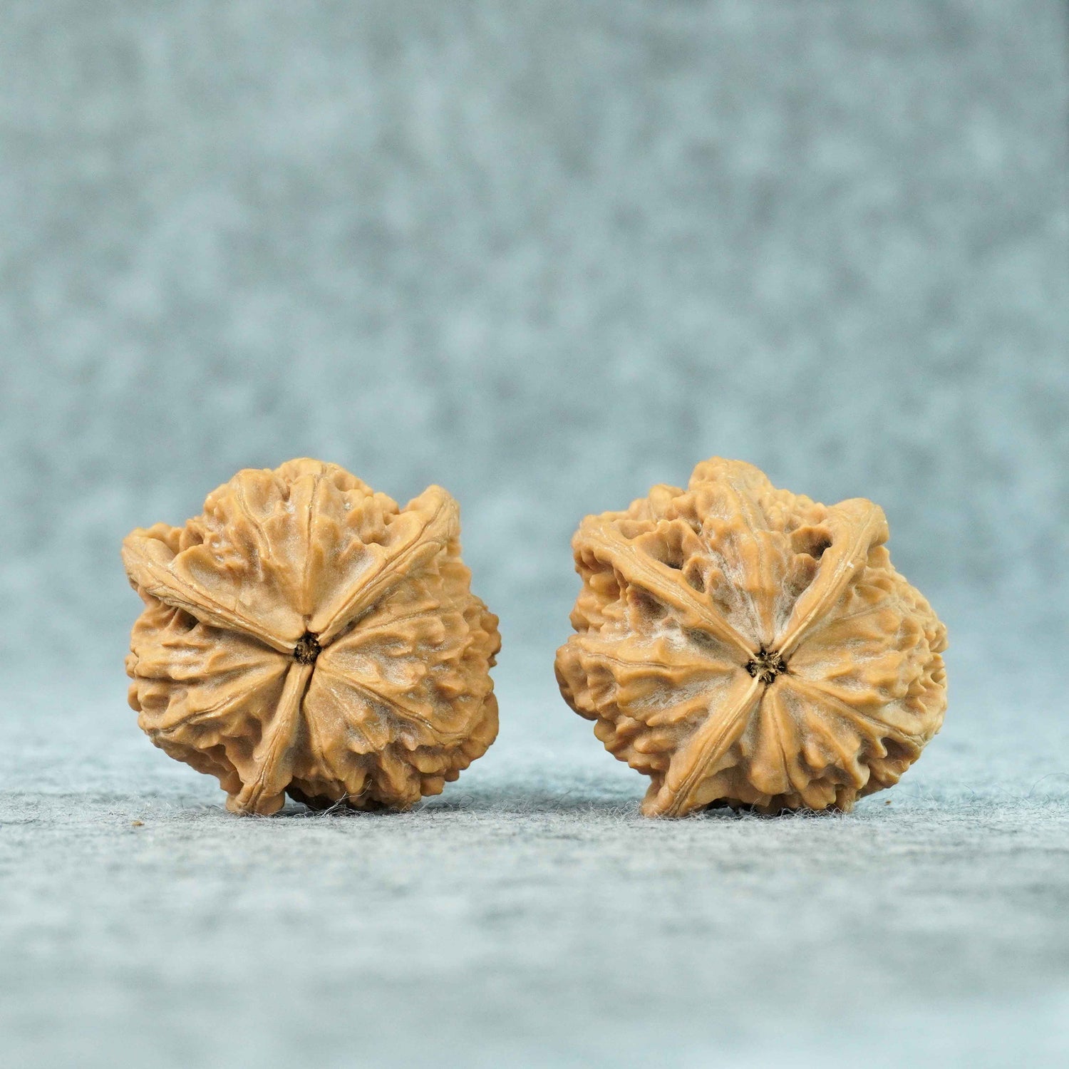 41mm Yuxi T-Shaped Three-Ridge Lion Head Walnut | One-of-a-Kind Listing | 071105