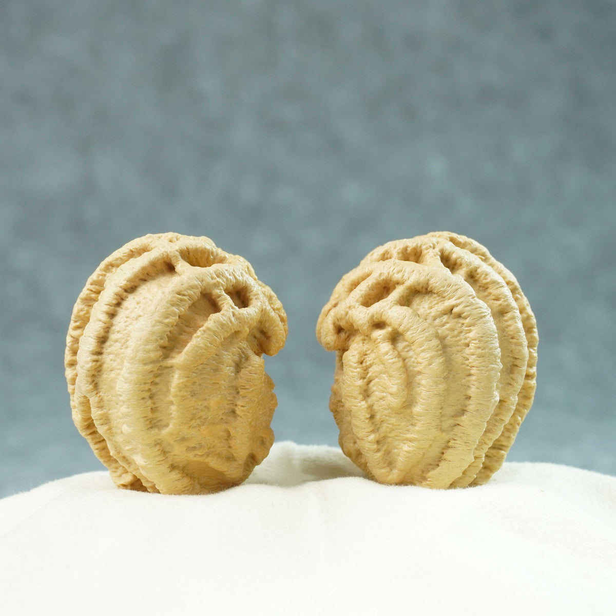 43mm Indonesian Qiankun Ghost Face Walnut | One-of-a-Kind Listing |100901