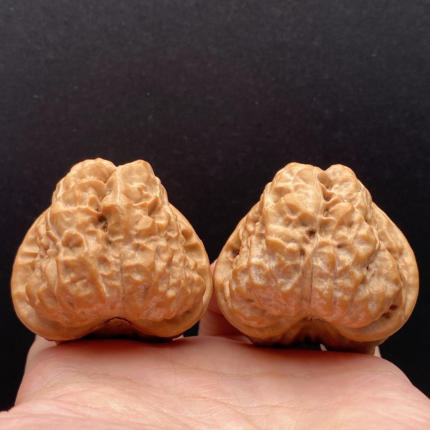 Toad Head Walnuts