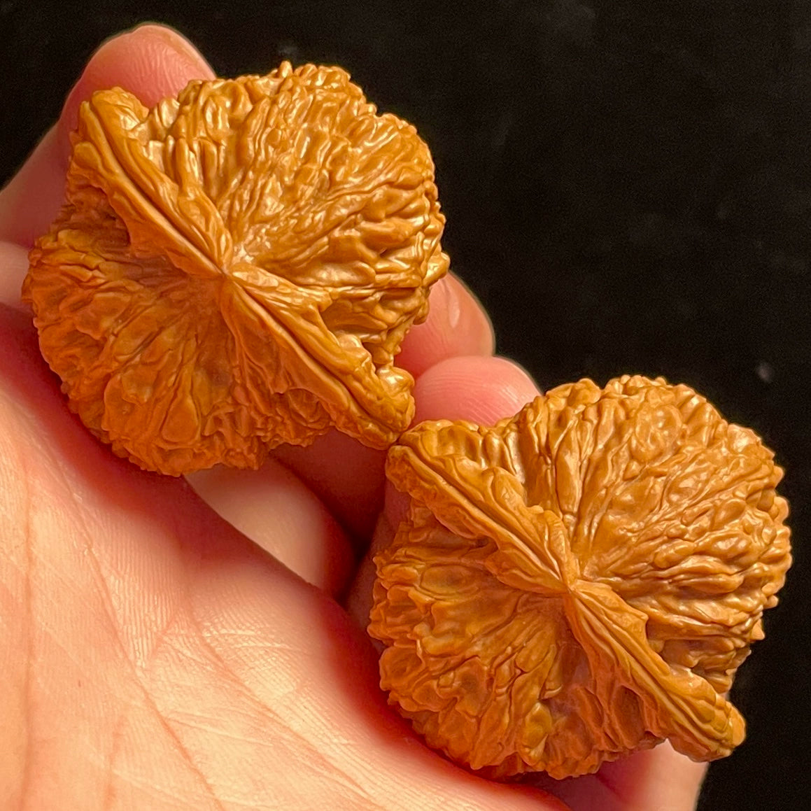 White Lion Head Walnuts