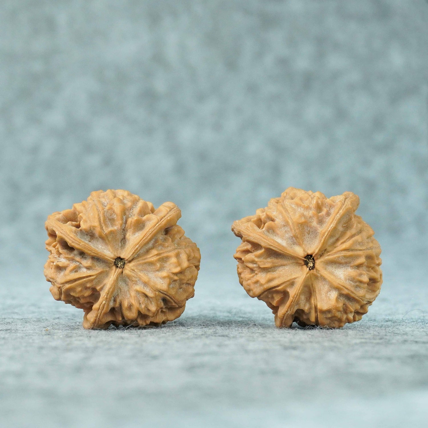 40mm Yuxi T-Shaped Three-Ridge Lion Head Walnut | One-of-a-Kind Listing | 071104