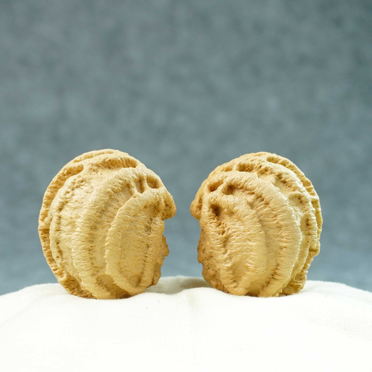 44mm Indonesian Qiankun Ghost Face Walnut | One-of-a-Kind Listing |100905