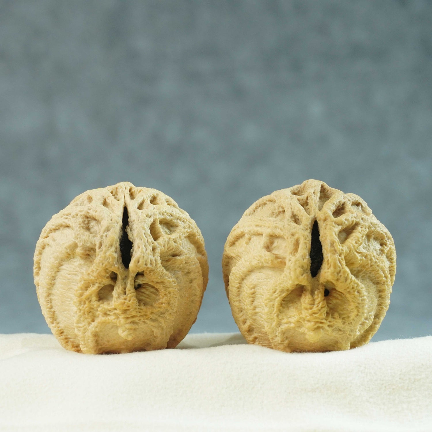 45mm Indonesian Qiankun Ghost Face Walnut | One-of-a-Kind Listing |071102