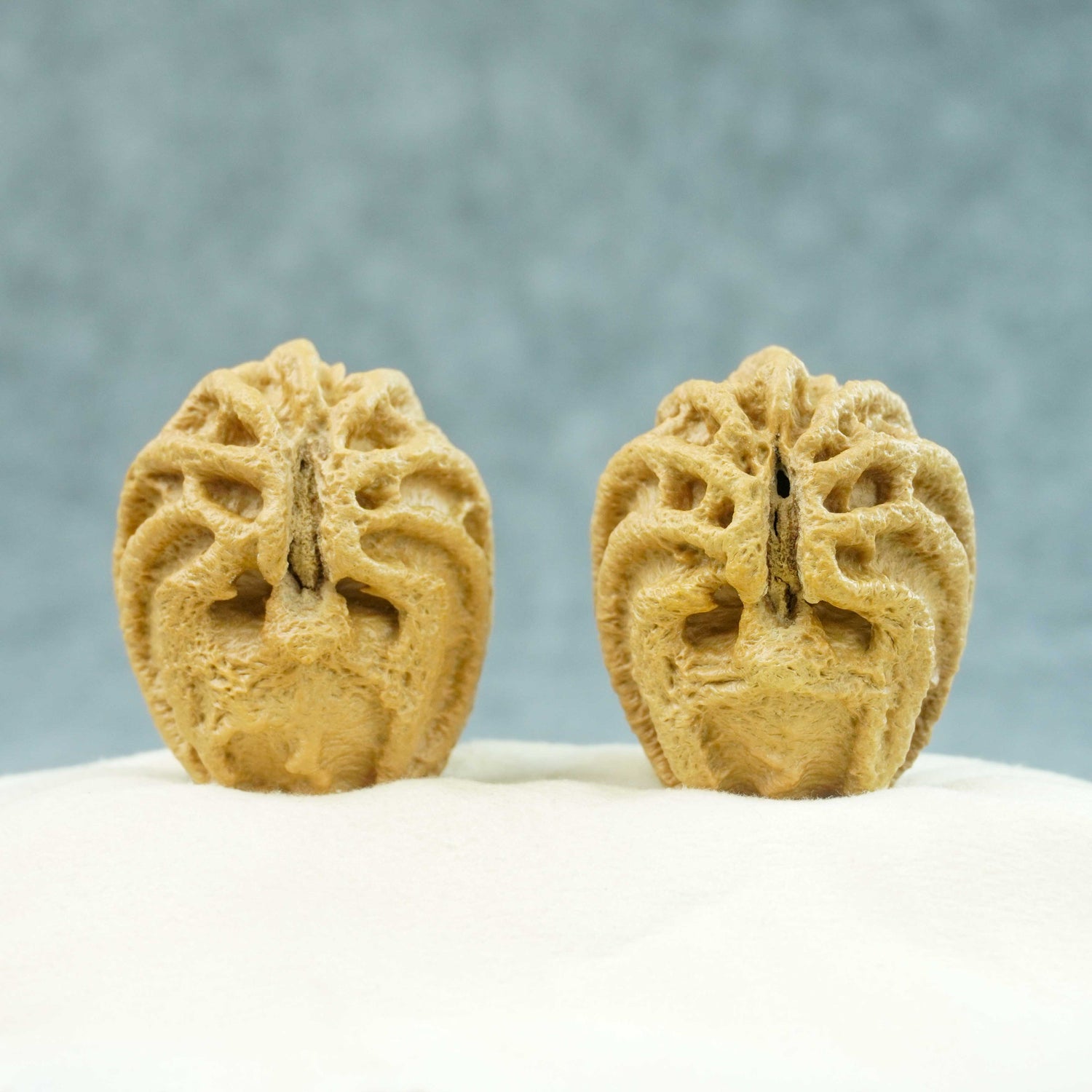 40mm Indonesian Qiankun Ghost Face Walnut | Monkey Face Expression | One-of-a-Kind Pair | 072401