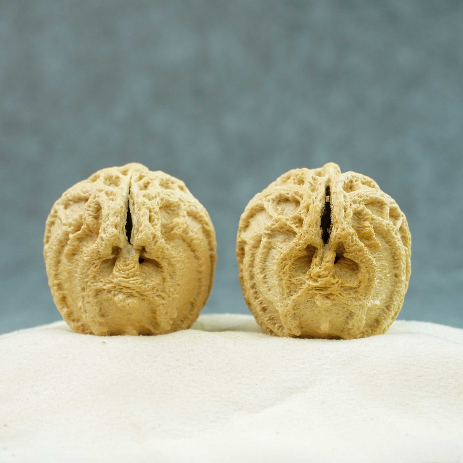 43mm Indonesian Qiankun Ghost Face Walnut | One-of-a-Kind Collector Pair | 072403