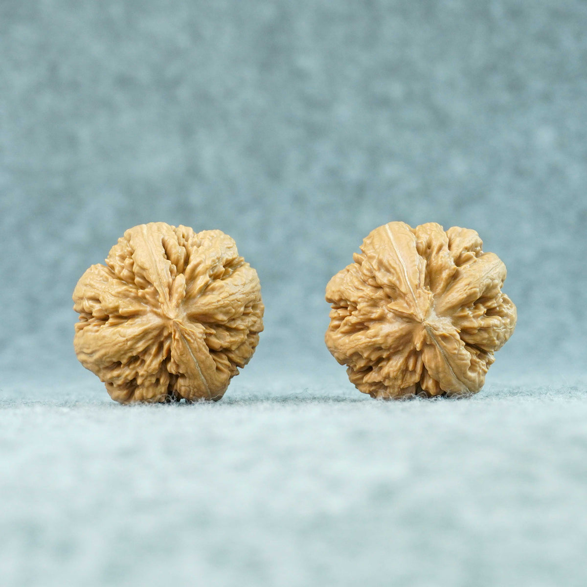 45mm Tyrannosaurus Walnut | One-of-a-Kind Collector Pair | 101309