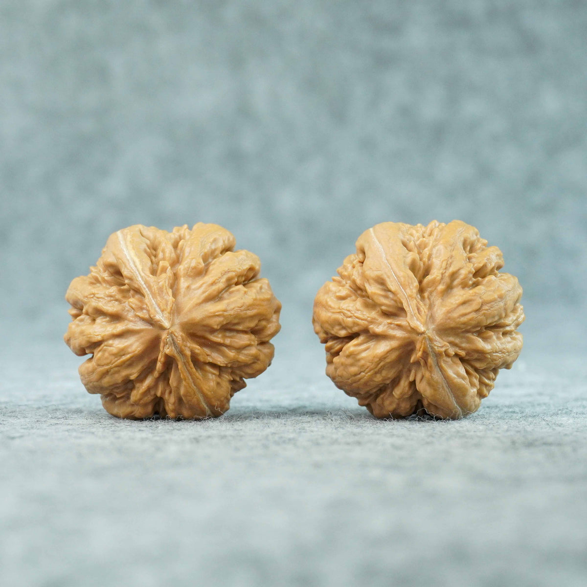 41.5mm Tyrannosaurus Walnut | One-of-a-Kind Collector Pair | 081003
